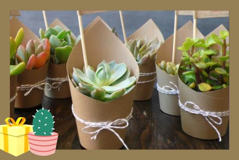 Matric farewell gift idea - mini succulent display